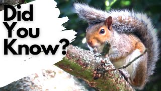 Facts you need to know about GREY SQUIRRELS [upl. by Osbert]