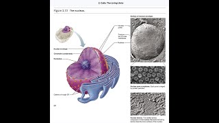 Chapter 2 part 3 Nucleus Mitosis Human Anatomy by Elaine N Marieb Patricia M Bradyl [upl. by Muffin]