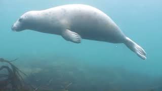 Farne Island  fun scuba diving with the seals [upl. by Rankin]