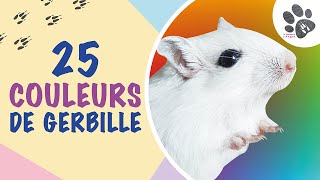 Les Couleurs De La Gerbille  25 Variétés Expliquées [upl. by Eilssel]