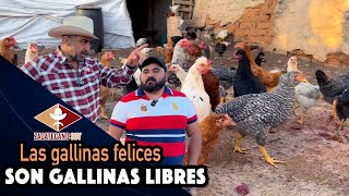 COMIERON CHAPULINES Y LES ENCANTARON Les cayeron muy bien a las gallinas [upl. by Pevzner]