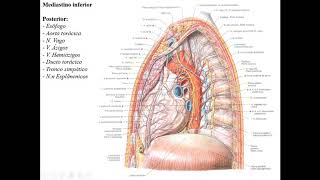 ANATOMIA TOPOGRÁFICA DE TÓRAX MEDIASTINO [upl. by Aissert466]