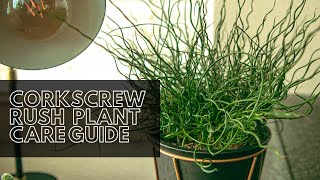 Corkscrew Rush Indoor  Outdoor Plant Care Guide For Beginners [upl. by Shae]