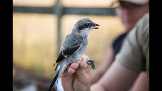 Eastern Loggerhead Shrike Release Program [upl. by Anayd]