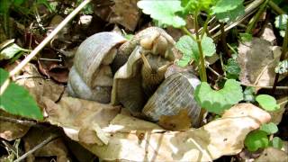 Weinbergschnecken bei der Paarung  Helix pomatia [upl. by Daggna]