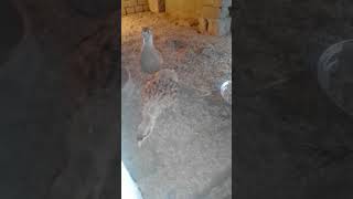 New Titer Video and Breding animlas birds funny shorts nature tranding [upl. by Akimal472]