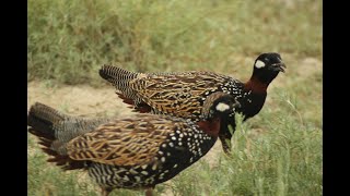 Black Francolin  Francolinus francolinus  Φραγκολίνα  დურაჯი [upl. by Navaj598]