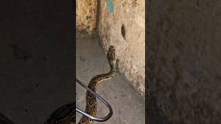 Russells viper soundRussells viper is a highly venomous snake in the family yogeshacharya1951 [upl. by Charteris]