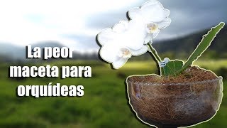 La PEOR maceta para Orquídeas epífitas  Orquiplanet [upl. by Delfine]