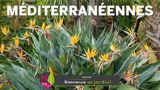 QUELLES PLANTES MÉDITERRANÉENNES CHOISIR  UNE SÉLECTION DES ESPÈCES LES PLUS FACILES À ACCLIMATER [upl. by Eidissac23]