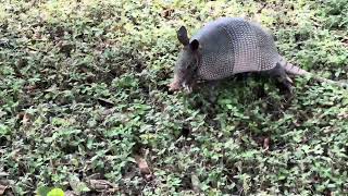 Armadillo so busy eating that he doesnt notice me or care [upl. by Smitty]