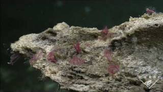 Boneworms on dead whales in Monterey Bay [upl. by Squier482]