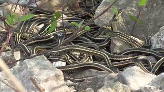 Narcisse snake dens Manitoba Canada [upl. by Daj]