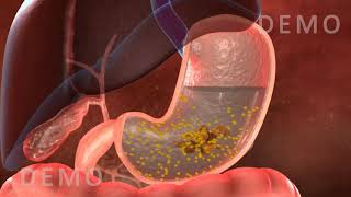 THE HUMAN DIGESTIVE SYSTEM OESOPHAGUS AND STOMACH v02 [upl. by Meibers]