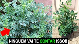 NÃO PLANTE ARRUDA ANTES DE VER ESSE VÍDEO [upl. by Gates502]