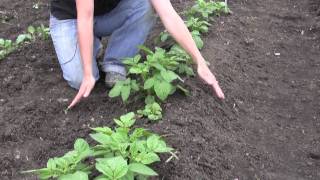 How to Grow and Care for Potatoes  Gurneys Video [upl. by Derby]