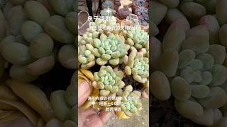 「魚子醬群生」精緻多肉 多肉植物 薇閣 園藝 succulent [upl. by Enneicul944]