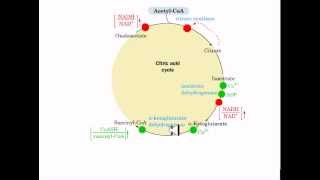 The coordinated control of glycolysis and krebs cycle [upl. by Brannon]