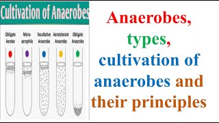 Microbiology Anaerobes types cultivation of anaerobes and their principles B Pharma 3rd Sem [upl. by Sitsuj643]