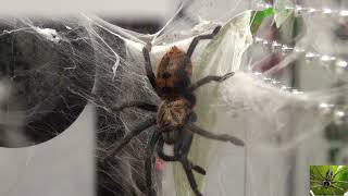 Greenbottle Blue Tarantula [upl. by Kenimod661]