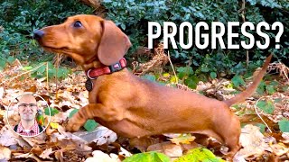 Making Progress  Mantrailing Dachshund [upl. by Eustache]