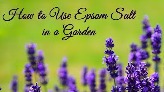 How to Use Epsom Salt in a Garden [upl. by Wertheimer]