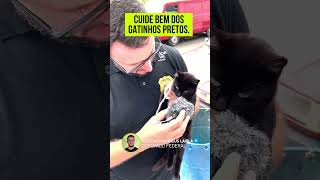 Gato preto não dá azar… gato preto dá AMOR [upl. by Cassey]