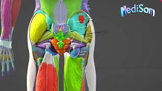 Casharka Shanaad Lower Limb Anatomy Dermatomes  Muscle Groups [upl. by Iznil]