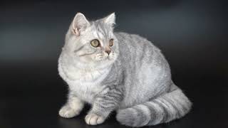 British Shorthair Selkirk rex [upl. by Conroy4]