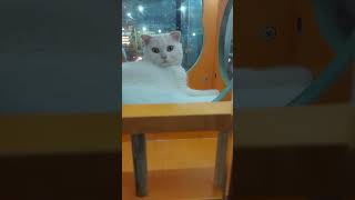 Surprised cat petshop animalsvideo [upl. by Tiram]