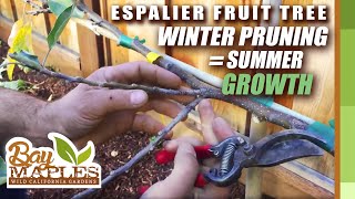 Espalier Fruit Tree Pruning Tips [upl. by Chaunce]