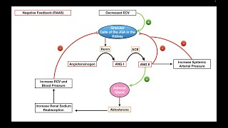 Regulation of Aldosterone Secretion [upl. by Sarina]