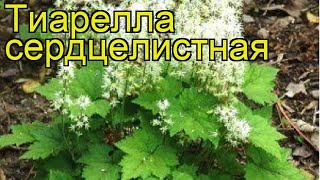 Тиарелла сердцелистная Краткий обзор описание характеристик tiarella cordyfolia [upl. by Nawiat]