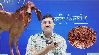 Calf की Growth के लिए असालिया Halim Seeds ना मिले तो ये दें 👉calf grower feed formula [upl. by Harriet]