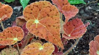 Begonia Autumn Ember [upl. by Antipus]