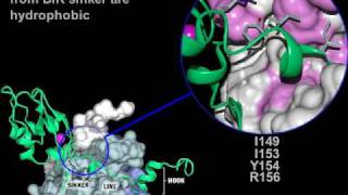 Apoptosis inhibitors of Caspase3 Rate My Science [upl. by Ahsineb]