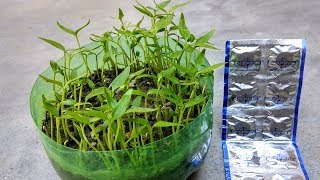 How to grow seed faster using Disprin  Fast and easy seed germination [upl. by Leboff181]