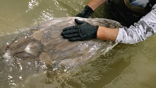 Top 10 Strangest Fish Ever Caught [upl. by Ettigdirb908]