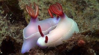 Mucky Secrets  Part 19  Sea Slugs Feeding amp Mating  Lembeh Strait [upl. by Hadeehsar865]