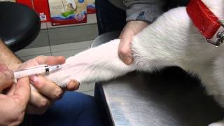 ANTIBIÓTICOS para INFECCIONES VETERINARIAS [upl. by Huldah680]