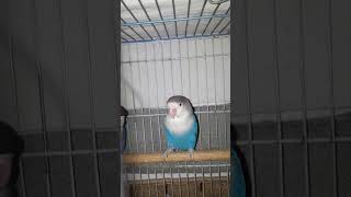 Great GOOD LOVEBIRD Welcome in our Aviary lovebird cute birds short 💖😋 [upl. by Ezar]