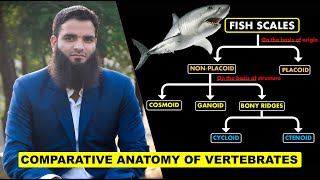 Fish Scales  Comparative Anatomy of Vertebrates [upl. by Toile]