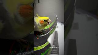 Random Singing Attack ft Loubert the Goofy Cockatiel  Tiel Named Loubert [upl. by Adnolay345]