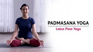 Padmasana Yoga  Lotus Pose Yoga  Steps  Benefits  Yogic Fitness [upl. by Damle]