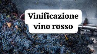 COME FARE IL VINO ROSSO IN CASA EP 2 LA VINIFICAZIONE [upl. by Davon]