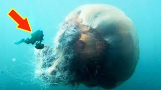 LIONS MANE JELLYFISH The Biggest Jellyfish In The World [upl. by Aekin]