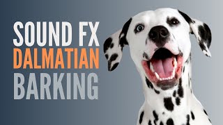 Dalmatian Barking Sound Effect A Dalmatian In Real Life Barking Will Make You Smile [upl. by Lesde]