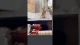 Rat fight ghatakmoviebestdialoguesunnydeol sunnydeoldailogue funny [upl. by Alleul150]