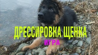 quotИГРАquot Дрессировка собак с нуля Дрессировка собак Дрессировка щенка Обучение щенка Как научить [upl. by Gertie]