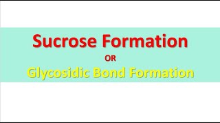 Glycosidic Bond between Glucose and Fructose  Sucrose  By Agha Waisf [upl. by Worden734]